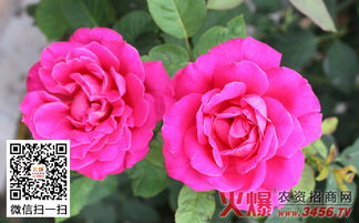 冬季树状月季的修剪攻略