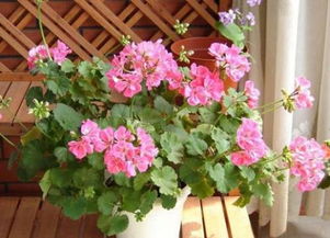 天竺葵：神奇的花朵， 无尽的益处