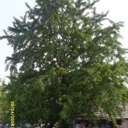 不同地区银杏树的价格差异