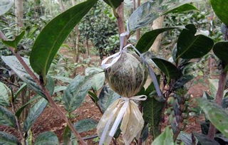 茶花高空压枝怎么做？效果如何