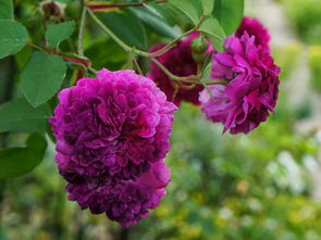 珊瑚月季的养护要点