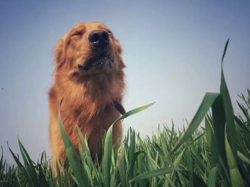 草坪为何成癞皮狗？气候土壤来揭秘