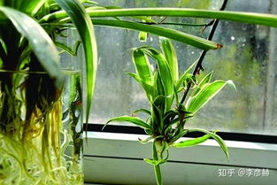 银边吊兰水培养护攻略，轻松养爆盆！