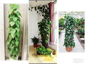 专业绿植花卉租赁， 打造绿色家居