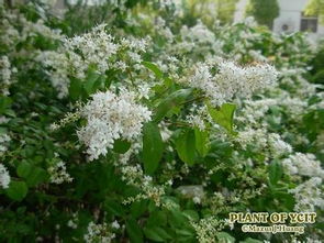 庭院种植小白花植物的误区解析