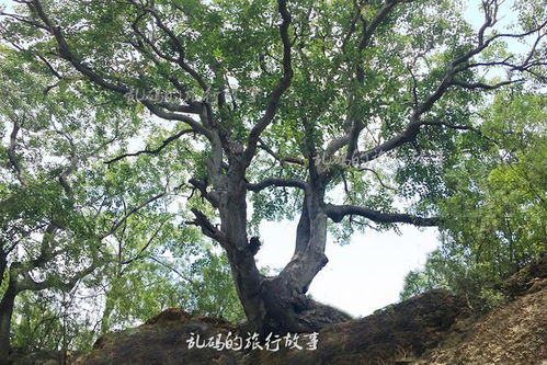 菩提树寓意觉悟，它如何引领你走进佛教文化