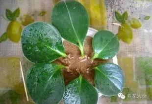 黄丽插叶的技巧揭秘：跟着黄丽学插叶， 新手也嫩成高手