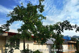 风水说门前的树有讲究