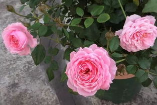 其他耐高温不怕雨淋的月季品种