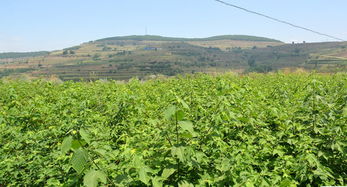 四川，构树的乐园