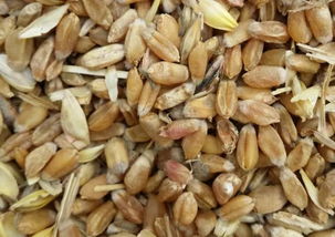 代森锰锌和多菌灵防治赤霉病，哪个杀菌效果更佳？