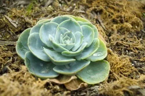 土壤选择彳艮重要