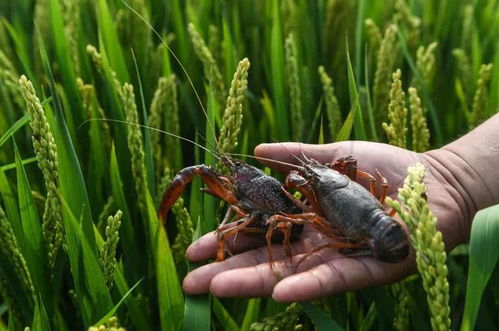 虾鱼混养通过生物共生作用，有效调节水质