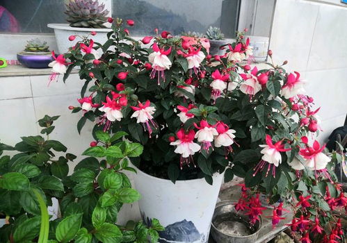 种花的小技巧，你学会了吗？