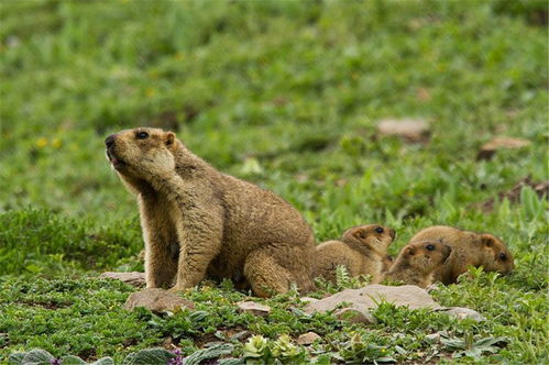 柚子种子的“生存指南”