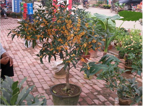 3. 盆景花卉搭配， 创造独特艺术效果