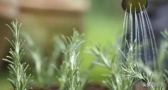 植物生长需水分，为何浇水如此关键