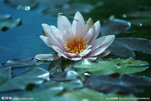 用自来水养睡莲的水深之谜