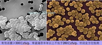 干鱿鱼在饲料鱿鱼油指标指导下如何有效保存以延长保质期？