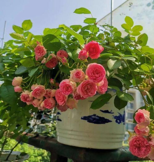 冬季花卉有哪些独特特点？