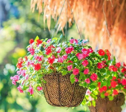 花期调控四步法