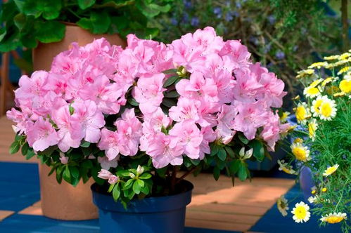 杜鹃花， 那花花儿的美丽传说