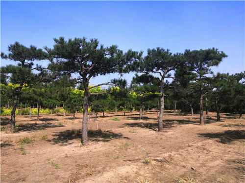 小型松树， 种植空间小