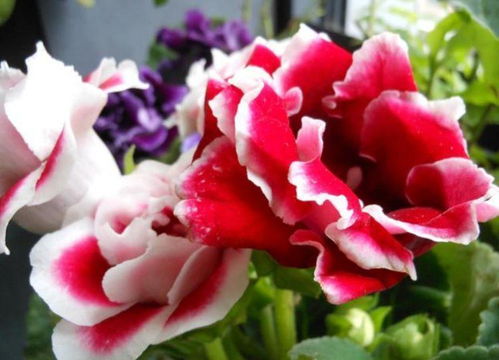 夏日炎炎，种花正当时