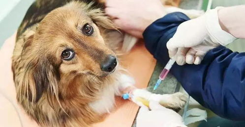 农药注射导致狗狗死亡