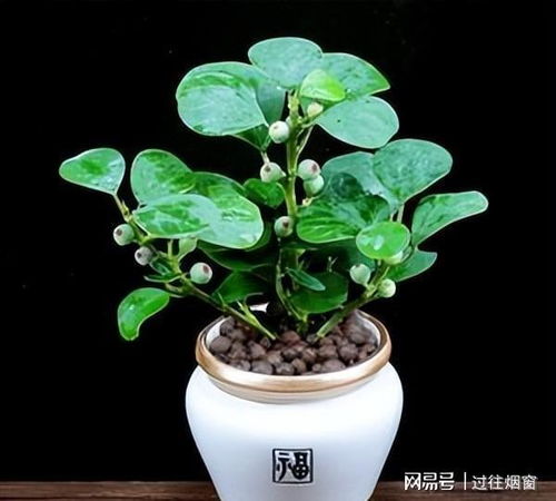 小盼菩提扦插时需要注意哪些细节和技巧