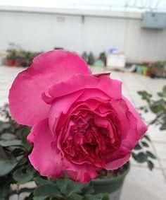 复色系：多彩的花朵盛宴