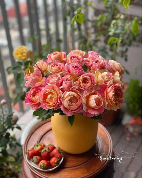 月季黄杆的烦恼，你知道多少？