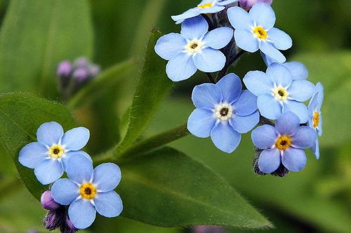 勿忘我， 一种情感的表达