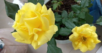 月季花的修剪注意事项