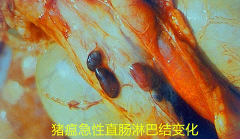 猪瘟净化，淘汰抗原阳性猪