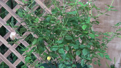 月季花生病了怎么办？