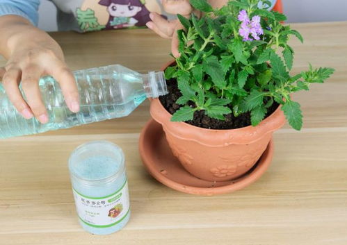 玻璃翠有毒吗？养花新手必看的小知识
