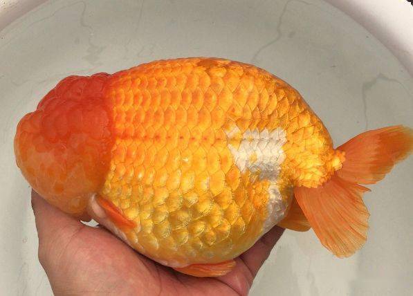 什么牌子的金鱼饲料营养均衡，能让金鱼长出漂亮的？