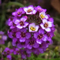 结香花：既神奇又美丽的绿植