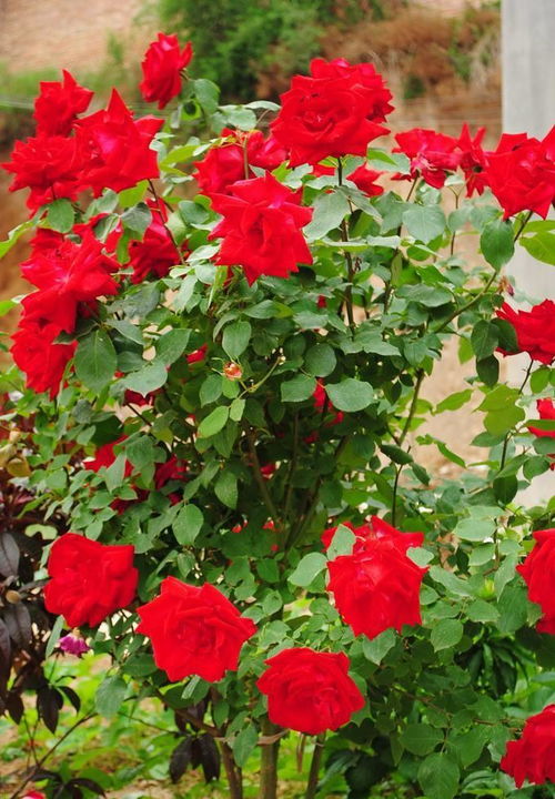 月季花：传统与现代的美丽对决