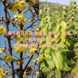 分株种植：小苗的成长记