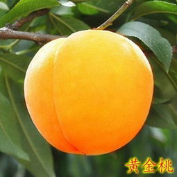 黄桃种植揭秘：是否毛茸茸？无虫害的秘诀分享！