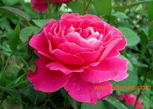 新品青柠绿洲的抖音热度