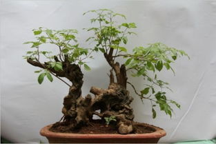 黄荆盆景养护，这些禁忌你了解吗