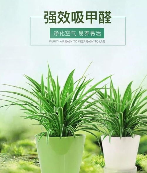 芽后塑形，打造完美造型