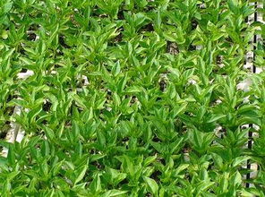 地湿对蔬菜种植的影响