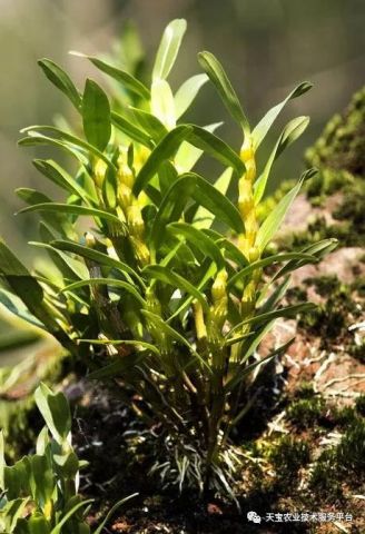 耕种帮种植网：提供实用农业种植技术