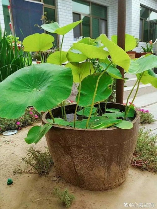 三月份种草花总死苗，咋整啊？新手种花大揭秘这个！