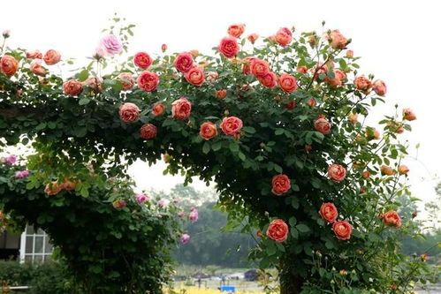 藤本花的魅力：打造花瀑布的秘籍