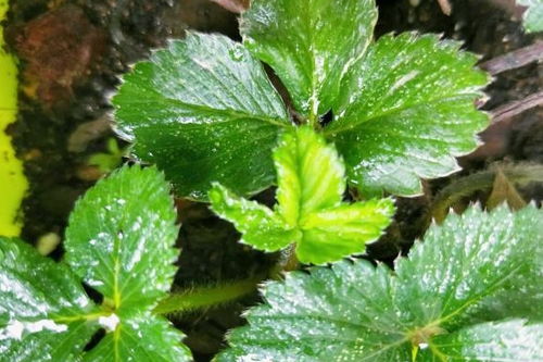草莓品种特性与开花时间